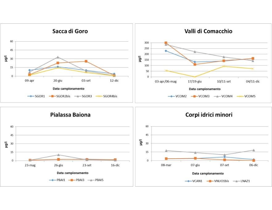 Concentrazione della clorofilla "a" nei corpi idrici di transizione (2024)